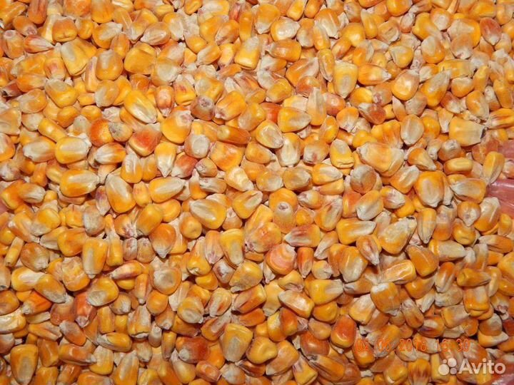 Кукуруза