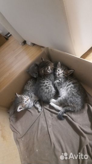 Котята отдам даром