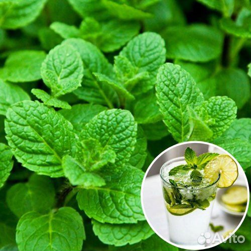 Мята, флоксы, спирея