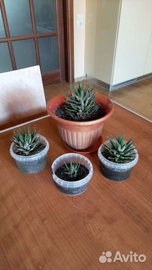 Алое Хавортия Денежное дерево Кактусы