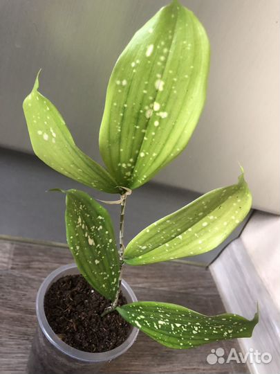 Продам излишки своих растений