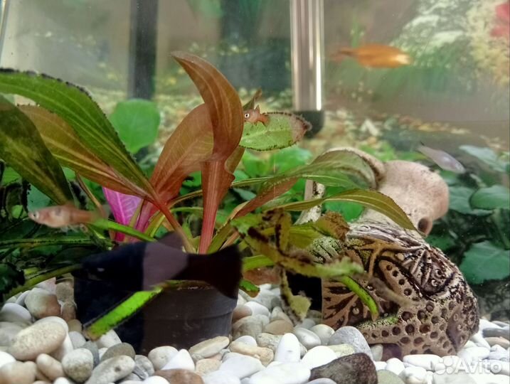 Мальки моллинезий