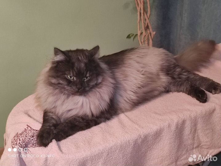 Вязка. Сибирский кот