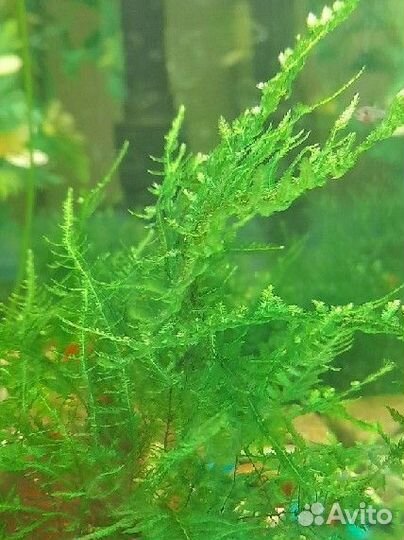 Мох аквариумный