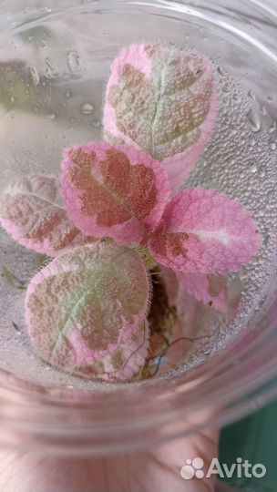 Фиттония, эписция акварельная