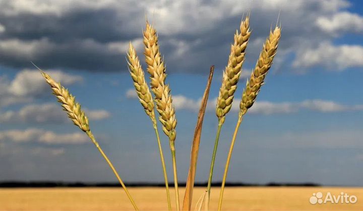 Зерно пшеница овес