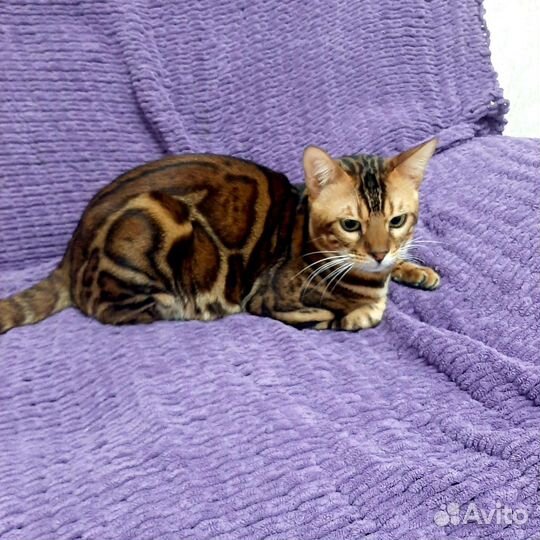 Бенгальский кот для вязки