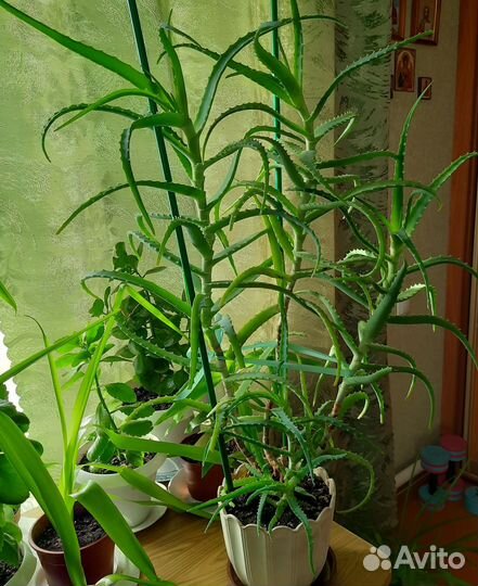 Алоэ - столетник