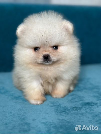 Мини шпиц мальчик