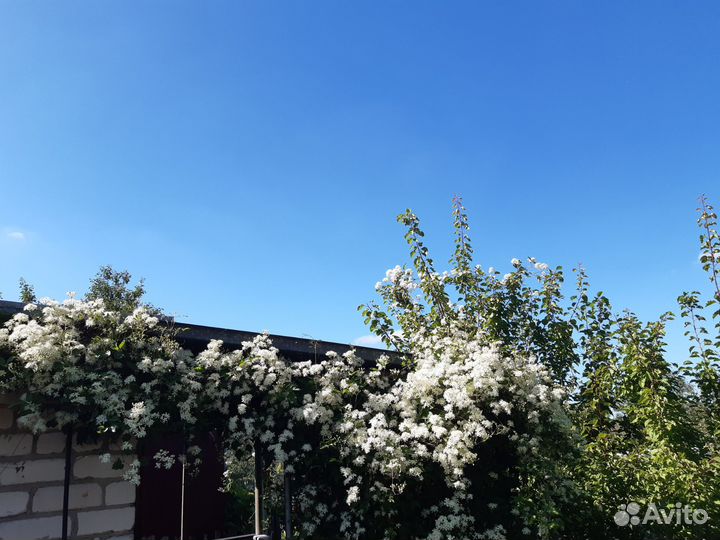 Клематис виноградолистный