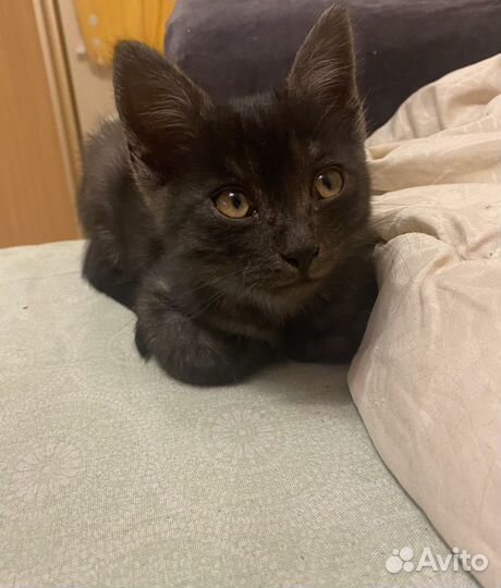 Котенок в добрые руки бесплатно