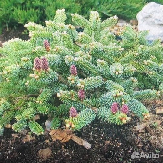 Почвопокровные хвойники
