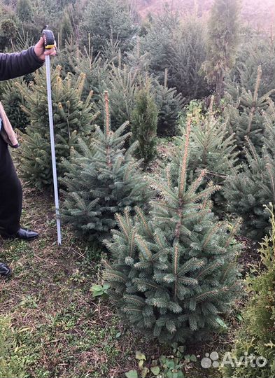 Ель 1.2м