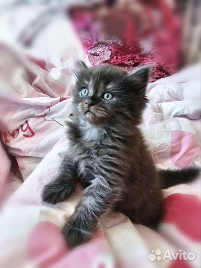 Шотландская прямоухая кошка