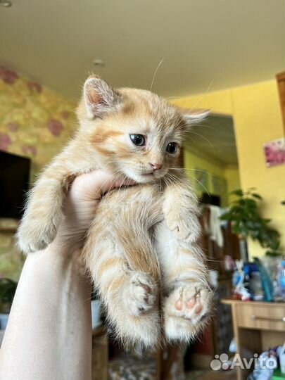 Котята бесплатно