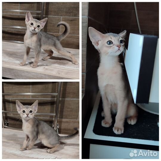 Абиссинский котёнок с документами
