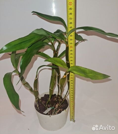 Орхидея дендробиум фармери