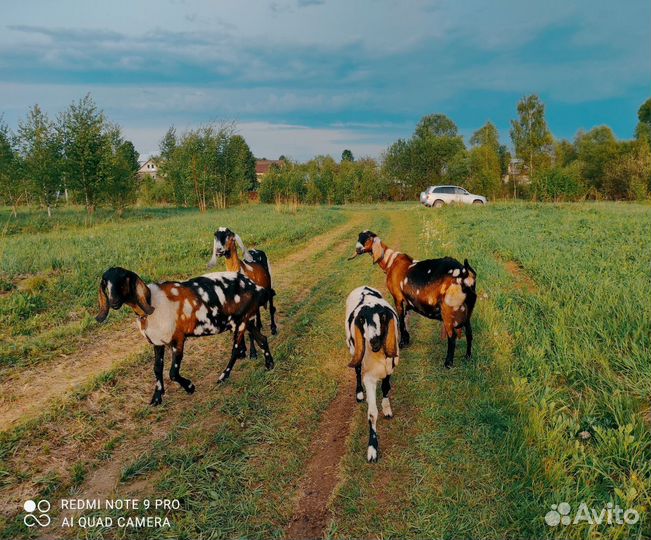 Англо-Нубийские козы, молоко со вкусом пломбира