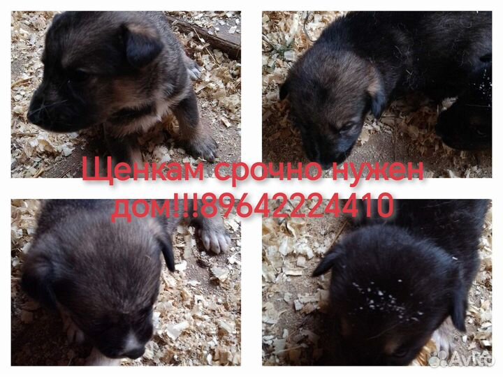 Щенята помесь лайки