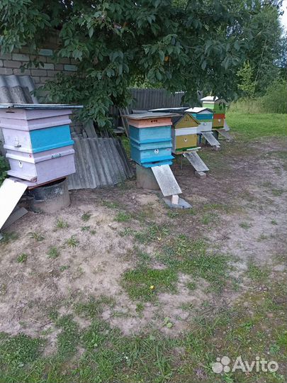 Продам пчелосемьи с ульями