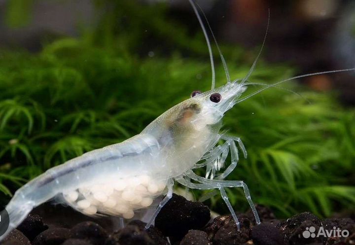 Креветки цветные, карликовые раки
