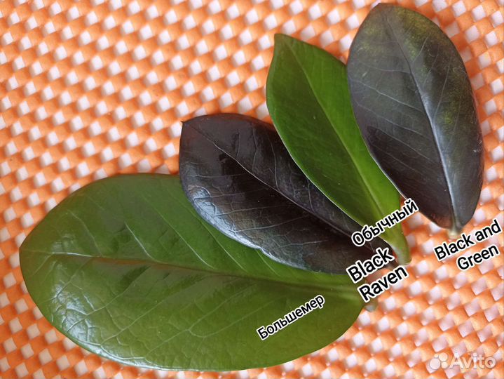 Замиокулькас вариегатный