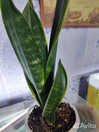 Сансевиерия вариегатная