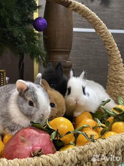 Мини кролики карликовые