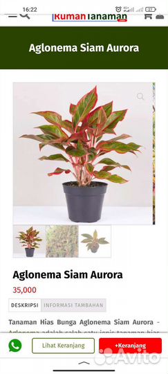 Аглаонема Сиам Аврора