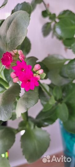 Каланхое цветущее