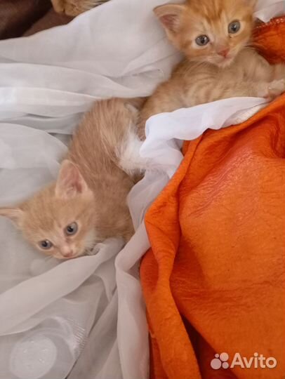 Рыжие котята