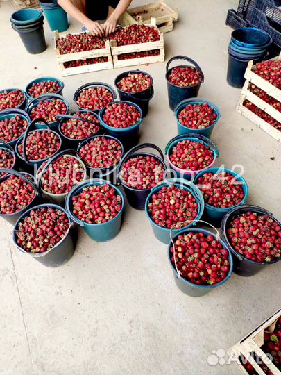 Клубника свежая ягода