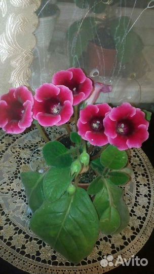 Антуриум, Глоксинии