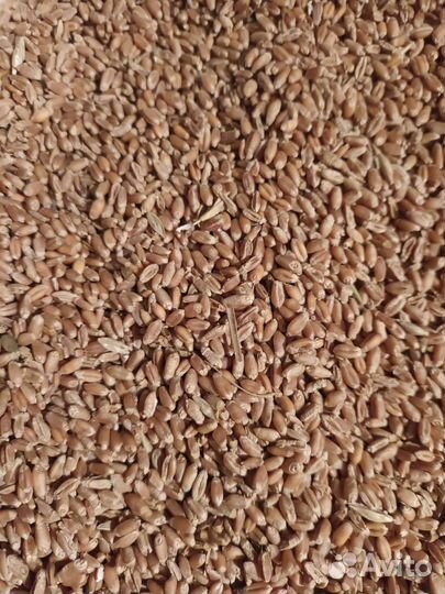 Зерно пшеница