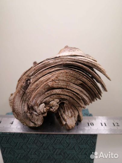 Лигнит, ископаемая древесина. Липовское, Урал