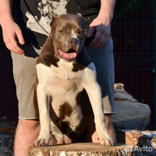 Американский булли