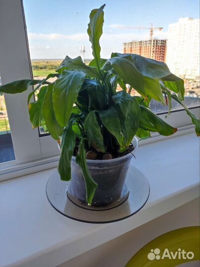 Спатифиллум