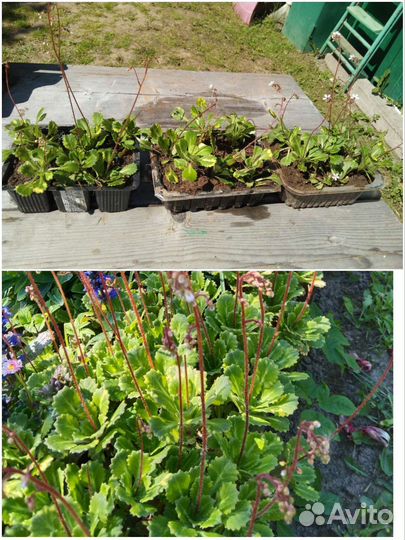 Саженцы Аквилегии,камнеломки,горца и живучки