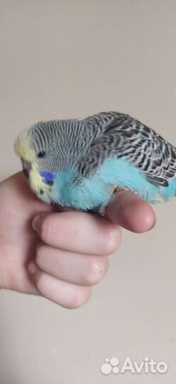 Птенцы выставочных волнистых попугаев