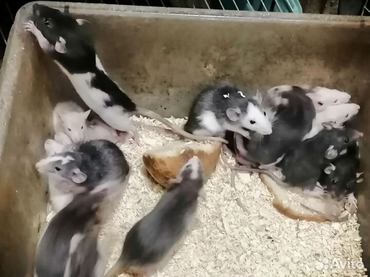 М. свинки, крысы, мыши, дегу, мастомасы и акомисы