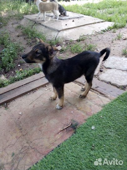 Щенки в добрые руки