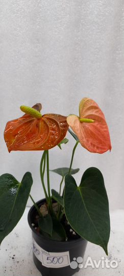 Антуриум красный. Спирит. Ванила. Джоли. Оранж
