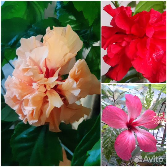 Комнатные цветы