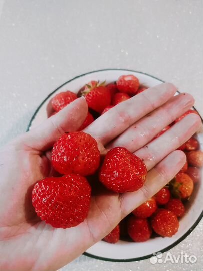 Клубника саженцы