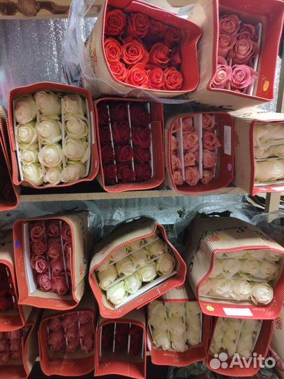 Цветы, Розы Эквадор. Оптом от