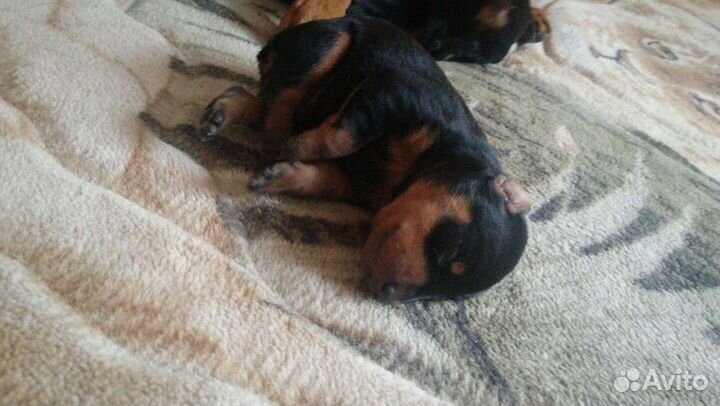 Цвергпинчер