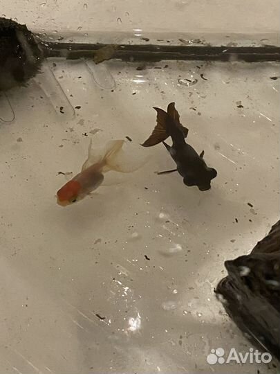 Рыбы аквариумные