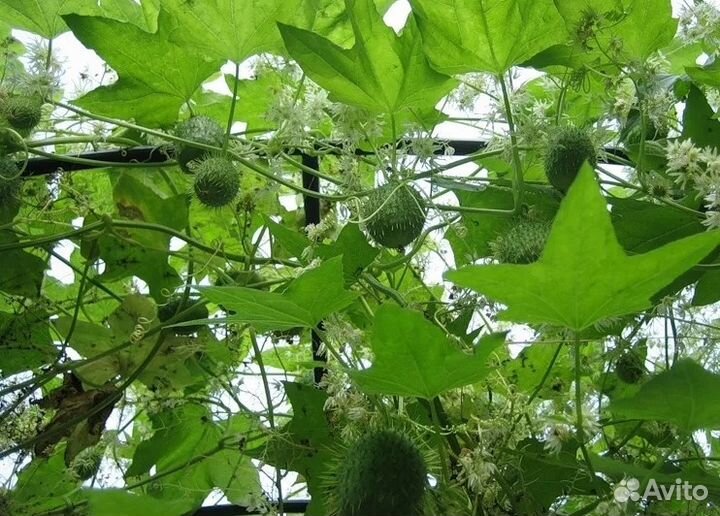 Бешеный огурец,эхиноцистис