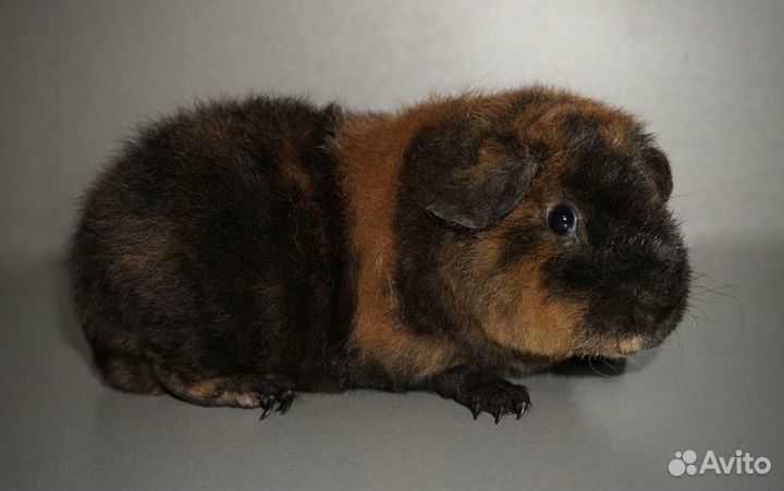 Американский тедди мальчик