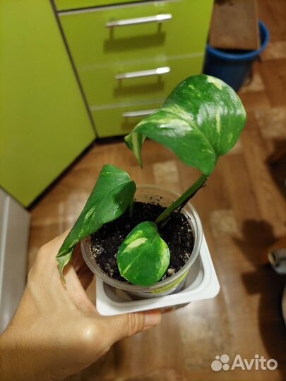 Сциндапсус эпипремнум